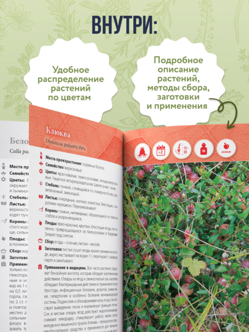 Лечебные травы. Иллюстрированный справочник-определитель