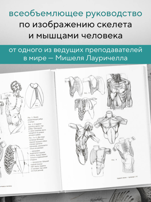 МОРФО. Скелет и мышцы человека. Анатомия для художников