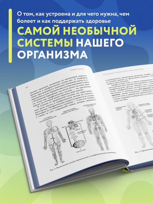 Все о лимфе. Как правильно заботиться о здоровье лимфатической системы и почему это важно (закрашенный обрез)