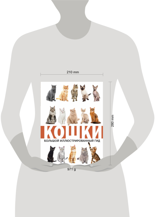 Кошки
