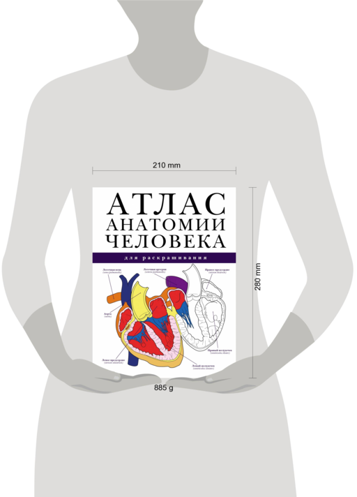 Атлас анатомии человека для раскрашивания