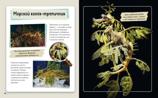 Удивительные животные нашей планеты