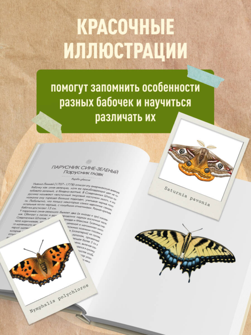 Бабочки! Маленькая энциклопедия. Обаятельная книжка о красивом существе