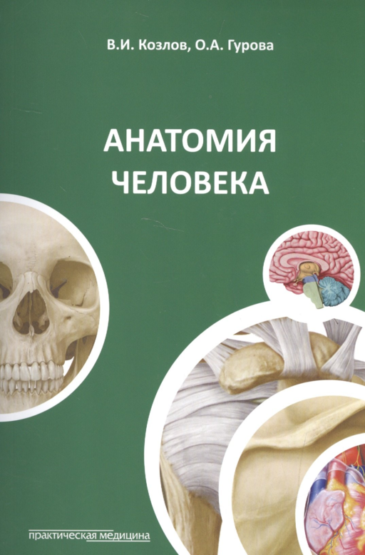 Анатомия человека. 3-е изд., перераб. и доп.