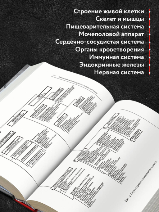 Анатомия человека: Русско-латинский атлас с QR-кодами на цветные изображения