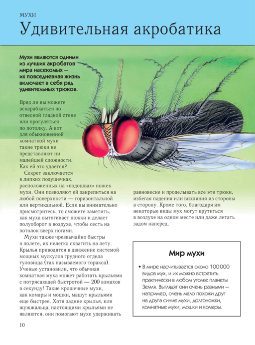 Насекомые. Полная энциклопедия