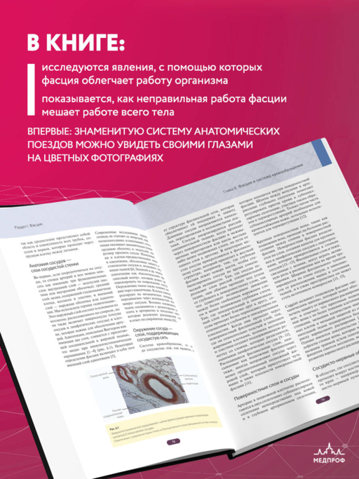 Фасция. Функциональные и медицинские аспекты