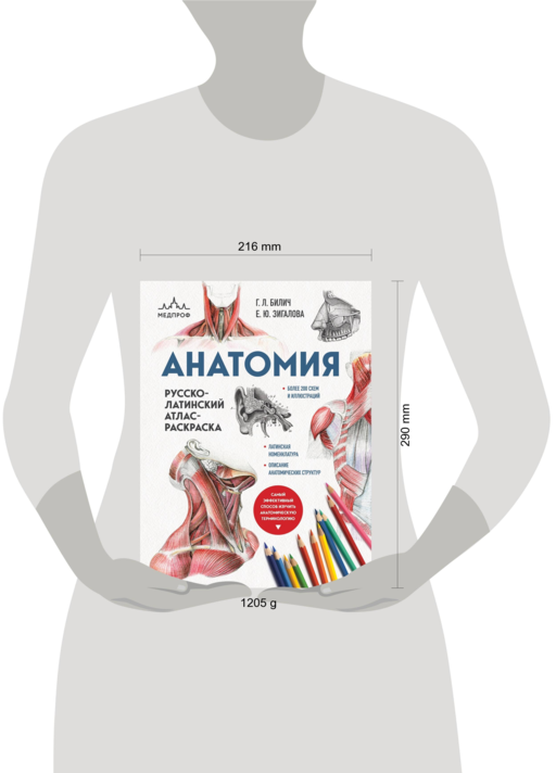 Анатомия: русско-латинский атлас-раскраска (новое оформление, новый формат)