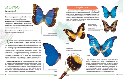 Насекомые мира. Детская энциклопедия