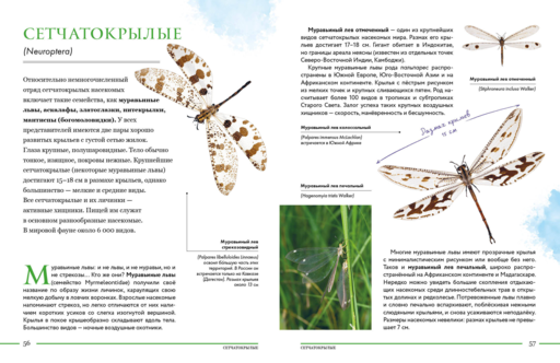 Насекомые мира. Детская энциклопедия
