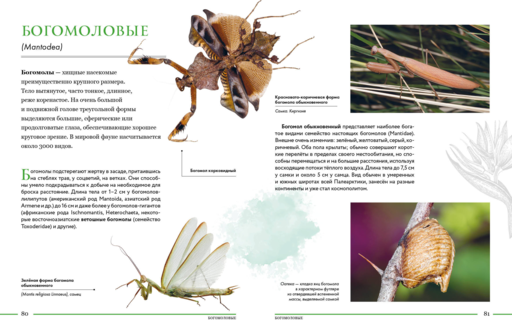 Насекомые мира. Детская энциклопедия