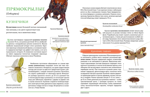 Насекомые мира. Детская энциклопедия