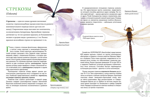 Насекомые мира. Детская энциклопедия