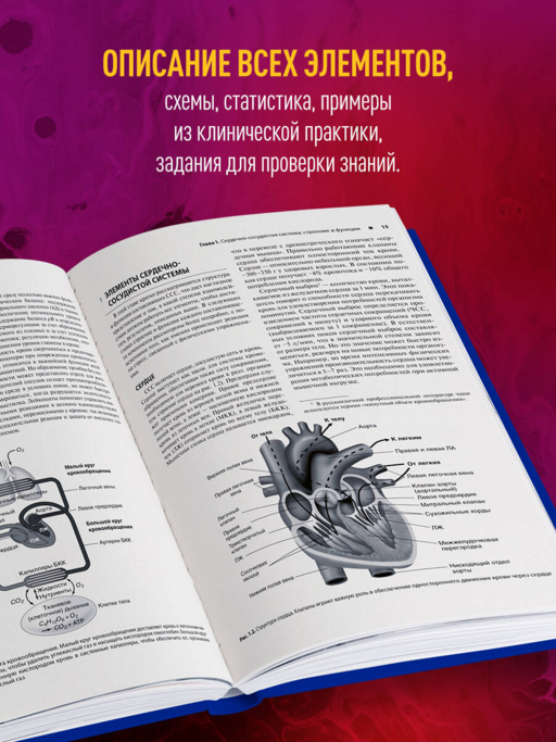 Сердечно-сосудистая система. Анатомия и физиология в покое и при физических нагрузках