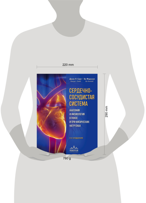 Сердечно-сосудистая система. Анатомия и физиология в покое и при физических нагрузках