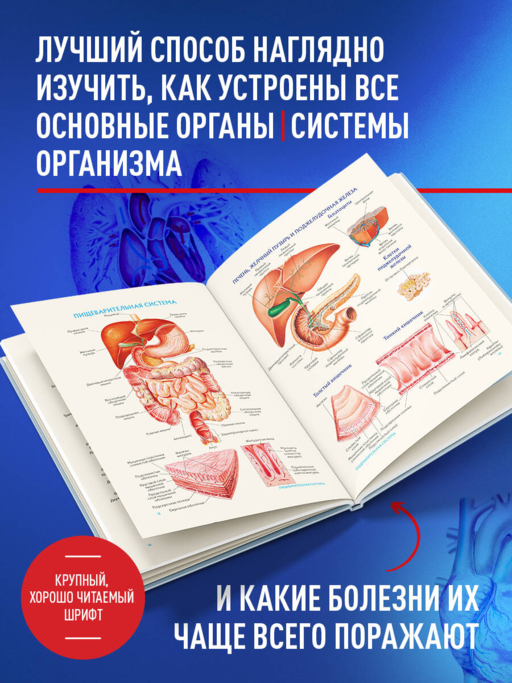 Анатомия человека. Популярный атлас. Самые подробные анатомические изображения