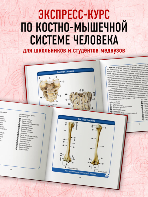 Анатомия человека. Компактный атлас. Опорно-двигательный аппарат